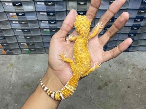 F-251 | ALBINO FIRE TREMPER - BETINA