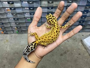 F-252 | EMERINE RED STRIPE - BETINA