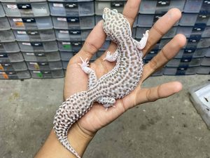 F-253 | SUPER SNOW ECLIPSE HET. TREMPER - BETINA