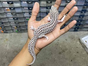 F-254 | SUPER SNOW ECLIPSE HET. TREMPER - BETINA