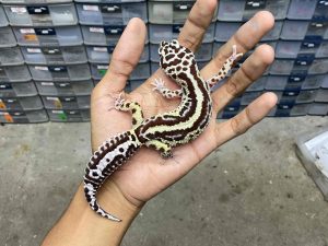 F-255 | BOLD STRIPE AFGHAN BLOOD LINE - BETINA