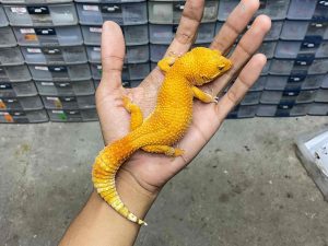 F-256 | ALBINO SUNGLOW - BETINA