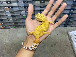 F-257 | ALBINO FIRE TREMPER - BETINA