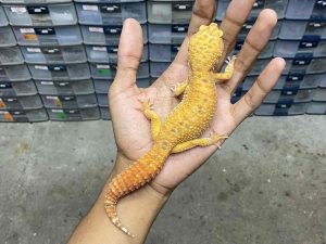 F-259 | ALBINO FIRE TREMPER - BETINA