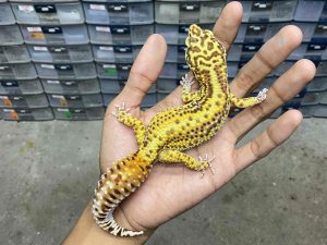 F-260 | ALBINO BELL BOLD STRIPE - BETINA