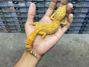 F-261 | ALBINO FIRE TREMPER - BETINA