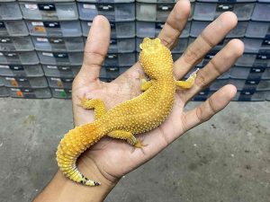 F-262 | SHTCTB - BETINA