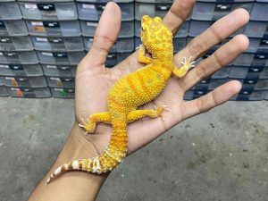F-263 | ALBINO FIRE TREMPER - BETINA