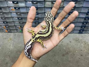 F-264 | BOLD STRIPE TEMBUS AFGHAN - BETINA