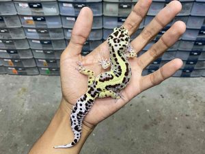 F-265 | BOLD STRIPE AFGHAN BLOOD LINE - BETINA