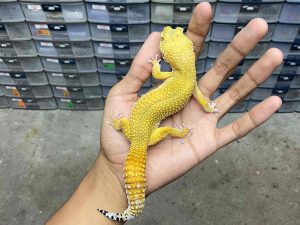 F-266 | SHTCT HET. TREMPER - BETINA