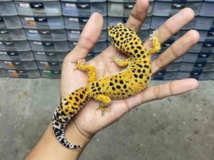 F-267 | TANGERINE HET. TREMPER - BETINA