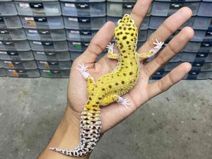 F-268 | ECLIPSE LINE RED STRIPE - BETINA