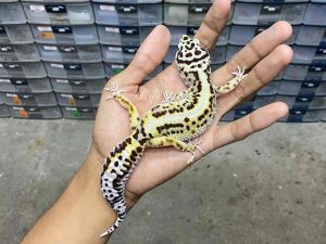 F-269 | BOLD STRIPE AFGHAN BLOOD LINE - BETINA