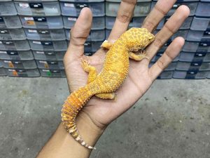 F-270 | ALBINO FIRE TREMPER - BETINA