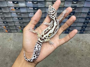 F-272 | BOLD STRIPE AFGHAN BLOOD LINE - BETINA