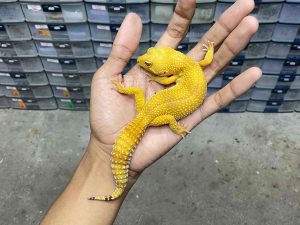 F-273 | ALBINO SUNGLOW - BETINA