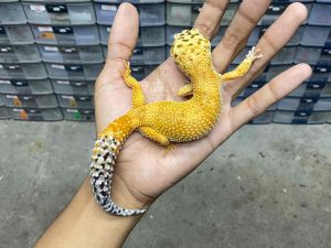 F-274 | HOT GECKO - BETINA