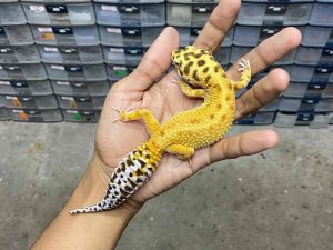 F-275 | EMERINE PATTY - BETINA