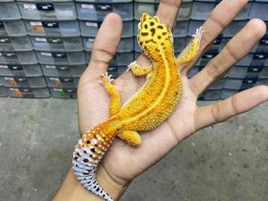 F-276 | EMERINE RED STRIPE - BETINA