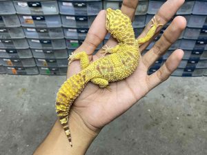 F-277 | ALBINO FIRE TREMPER - BETINA