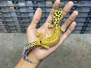 F-278 | EMERINE RED STRIPE - BETINA