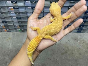 F-279 | SHTCTB HET. TREMPER - BETINA