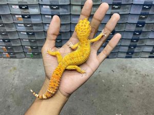 F-280 | ALBINO FIRE TREMPER - BETINA