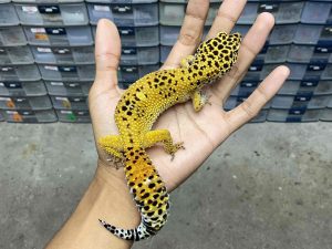 F-281 | TANGERINE HET. TREMPER - BETINA