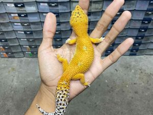 F-282 | HOT GECKO - BETINA