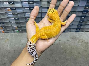 F-283 | HOT GECKO - BETINA