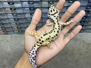 F-284 | BOLD STRIPE AFGHAN BLOOD LINE - BETINA