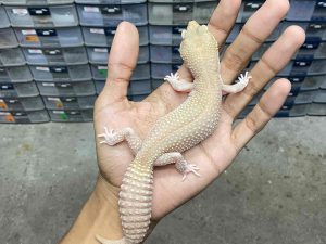 F-285 | ALBINO BLAZING BLIZZARD ECLIPSE - BETINA