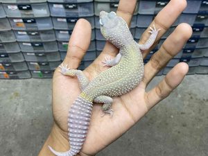 F-286 | BLIZZARD ECLIPSE HET. TREMPER - BETINA