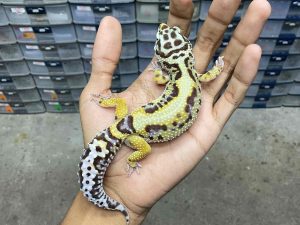 F-287 | BOLD STRIPE AFGHAN BLOOD LINE - BETINA