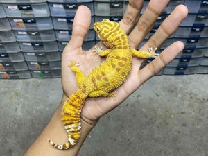 F-288 | ALBINO FIRE TREMPER - BETINA