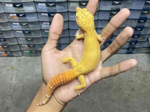 F-289 | ALBINO FIRE TREMPER PATTY - BETINA