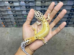 F-290 | PATTY EMERINE LINE RED STRIPE - BETINA