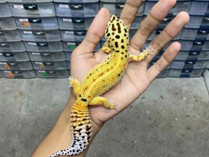 F-291 | EMERINE RED STRIPE - BETINA