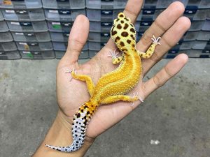 F-292 | EMERINE RED STRIPE - BETINA