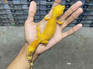 F-293 | ALBINO SUNGLOW - BETINA