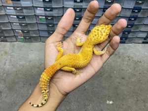 F-294 | ALBINO FIRE TREMPER - BETINA
