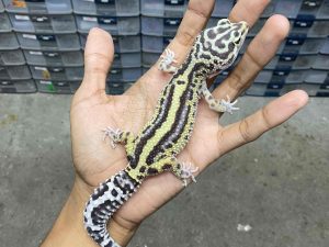 F-295 | BOLD STRIPE AFGHAN - BETINA