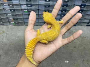 F-296 | ALBINO SUNGLOW - BETINA