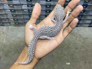 F-297 | SUPER SNOW ECLIPSE - BETINA