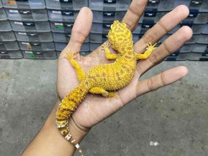 F-298 | ALBINO FIRE TREMPER - BETINA