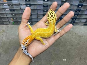 F-299 | EMERINE RED STRIPE - BETINA