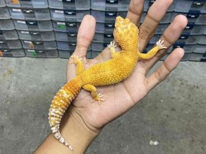 F-300 | ALBINO FIRE TREMPER - BETINA