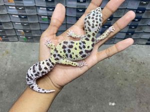 F-301 | MACK SNOW HET. ECLIPSE - BETINA