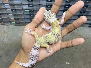 F-302 | HYPO MACK SNOW HET. RAPTOR POSSIBLE HET. MURPHY - BETINA